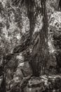 Tree roots grow through stones Mayan temple ruins Muyil Mexico Royalty Free Stock Photo