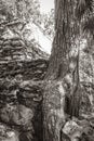 Tree roots grow through stones Mayan temple ruins Muyil Mexico Royalty Free Stock Photo