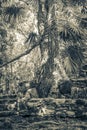 Tree roots grow through stones Mayan temple ruins Muyil Mexico Royalty Free Stock Photo