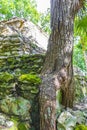 Tree roots grow through stones Mayan temple ruins Muyil Mexico Royalty Free Stock Photo