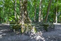 Tree roots grow through stones Mayan temple ruins Muyil Mexico Royalty Free Stock Photo