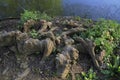 Tree roots grow up in a lake, elves and droll at home