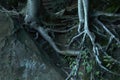 Tree roots growing around a huge rock Royalty Free Stock Photo
