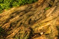 Tree Roots Growing into Ground Spread Texture Detail Closeup Nat