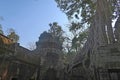 Tree roots growing out of stone wall in angkor wat city of khmer civilisation, cambodia, khmer empire