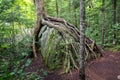 Tree roots growing over a large bolder