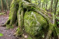 Tree roots growing over a large rock