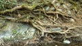 Tree roots growing over river bank rocks