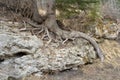 Tree Roots Growing Over Rocks in Nature Park Royalty Free Stock Photo