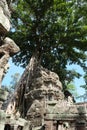 Tree Roots Growing over Ta Prohm Temple, Angkor Wat, Cambodia. Ancient Ruins. Tree roots over the Ta Prohm Rajavihara, a temple at