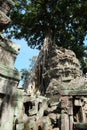 Tree Roots Growing over Ta Prohm Temple, Angkor Wat, Cambodia. Ancient Ruins. Tree roots over the Ta Prohm Rajavihara, a temple at