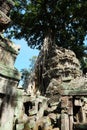 Tree Roots Growing over Ta Prohm Temple, Angkor Wat, Cambodia. Ancient Ruins. Tree roots over the Ta Prohm Rajavihara, a temple at