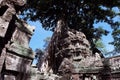 Tree Roots Growing over Ta Prohm Temple, Angkor Wat, Cambodia. Ancient Ruins. Tree roots over the Ta Prohm Rajavihara, a temple at