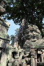 Tree Roots Growing over Ta Prohm Temple, Angkor Wat, Cambodia. Ancient Ruins. Tree roots over the Ta Prohm Rajavihara, a temple at