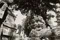 Tree Roots Growing over Ta Prohm Temple, Angkor Wat, Cambodia. Ancient Ruins. Tree roots over the Ta Prohm Rajavihara, a temple at