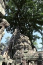 Tree Roots Growing over Ta Prohm Temple, Angkor Wat, Cambodia. Ancient Ruins. Tree roots over the Ta Prohm Rajavihara, a temple at