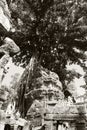 Tree Roots Growing over Ta Prohm Temple, Angkor Wat, Cambodia. Ancient Ruins. Tree roots over the Ta Prohm Rajavihara, a temple at