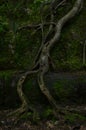 Tree roots growing on rock face of cliff Royalty Free Stock Photo