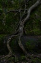 Tree roots growing on rock face of cliff Royalty Free Stock Photo