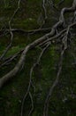 Tree roots growing on rock face of cliff Royalty Free Stock Photo