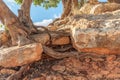Tree roots growing through and into rocks in the mountain Royalty Free Stock Photo