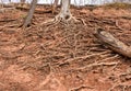 Tree roots growing in a tangle on top of the dry ground, spreading out Royalty Free Stock Photo