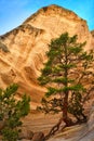 Tree and Roots Growing on top of Rocks