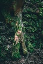 Tree roots grown into an old stone wall overgrown with moss. The destroyed house stands in the forest, only the rubble covered Royalty Free Stock Photo