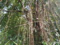 the tree roots hanging down from the trees are very attractive and beautiful.