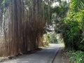 tree roots hanging over the road