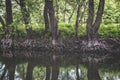 Tree roots hanging over the water Royalty Free Stock Photo