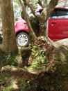 tree roots have been cut which are overgrown with red cars as a background Royalty Free Stock Photo