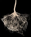 a tree roots isolated on black background Royalty Free Stock Photo