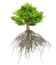 Tree with roots isolated, 3D illustration Royalty Free Stock Photo