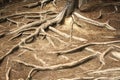 Tree roots in Jasper National Park, Canada Royalty Free Stock Photo