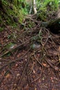 Tree roots in jungle Royalty Free Stock Photo