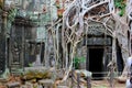 Picturesque tree roots jungle sculpture ancient Ta Prohm Angkor temple, Cambodia Royalty Free Stock Photo