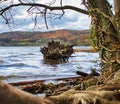 Tree roots in Laacher See, a volcanic lake Royalty Free Stock Photo