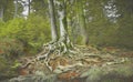 Tree roots landscape ÃÂ®n autumn season.