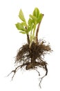 Tree with roots and leaves isolated on white background. Young sapling ready for planting.