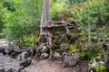 Exposed tree roots by Loch Eck, Cowal Peninsula, Scotland Royalty Free Stock Photo