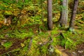 Tree Roots and Lush Green Moss Royalty Free Stock Photo