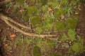 tree roots and moss on the rocks top view Royalty Free Stock Photo