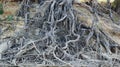 Tree Roots on the Murray River Royalty Free Stock Photo