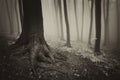 Tree with roots in a mysterious forest with fog Royalty Free Stock Photo