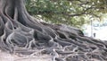 Tree roots Natural growth big system park Royalty Free Stock Photo
