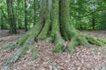 Tree_roots