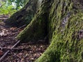 Tree roots overgrown with moss close up, mossy tree bark in forest Royalty Free Stock Photo
