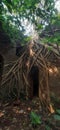 Tree roots overtaking an abandoned structure Royalty Free Stock Photo
