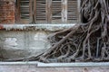 Tree roots penetrate the walls of an old abandoned building Royalty Free Stock Photo